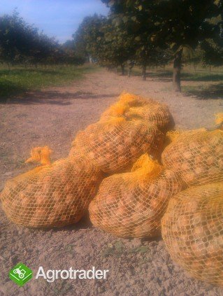Orzechy laskowe
