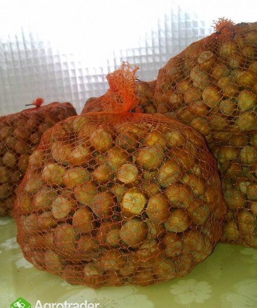 Orzechy laskowe